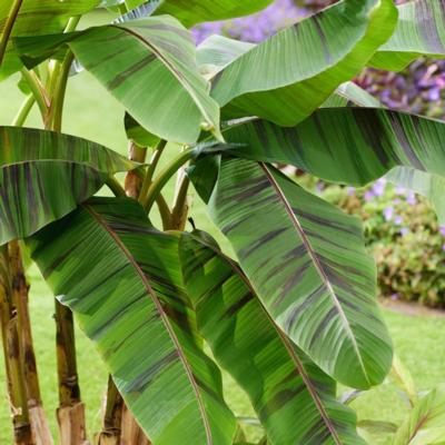 Musa sikkimensis 'Ever Red'
